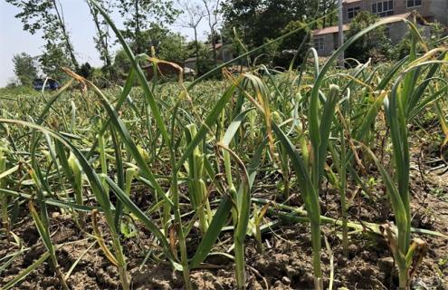 大蒜叶子发黄怎么办 大蒜有黄叶怎么办