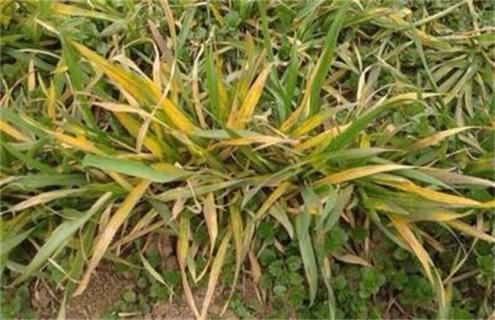 小麦发黄干尖怎么办(小麦尖发黄是怎么回事)