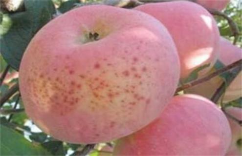 苹果果面上有许多红点怎么办(苹果上起了好多小红点)