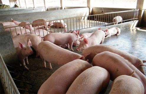 春季如何让猪快速长膘 猪长膘饲料