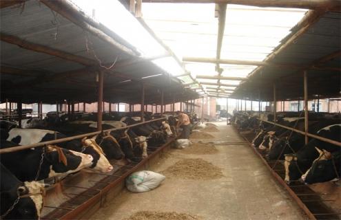 肉牛怎么驱虫 肉牛怎样驱虫健胃