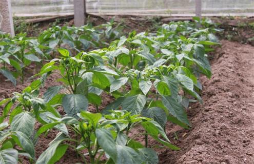 辣椒如何管理能高产 辣椒如何栽培才能高产