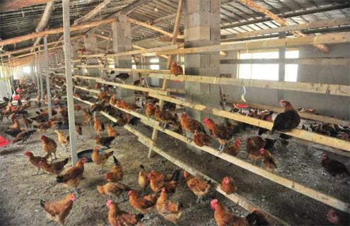 如何减少蛋鸡的应激（蛋鸡防疫后应激）