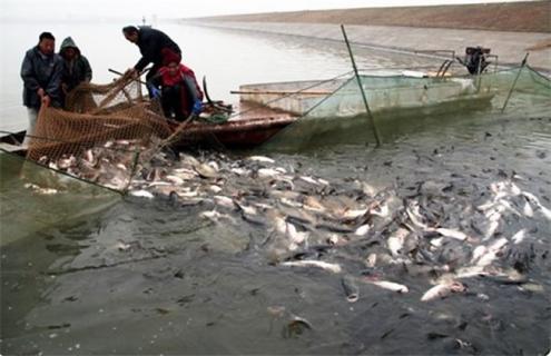 夏季水产养殖管理技术（夏季水产养殖注意事项）