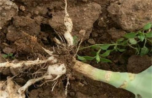 花椰菜烂根怎么办（花椰菜烂心怎么回事）