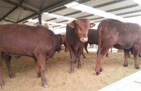 影响肉牛饲料利用率的因素 肉牛饲料的料肉比一般是多少