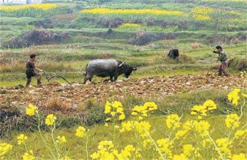 春分种植注意事项（春分前后适合种什么）