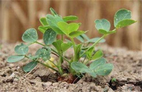 花生烂种的原因 花生播种后烂种