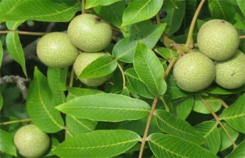 核桃落花落果怎么办 核桃掉果怎么办