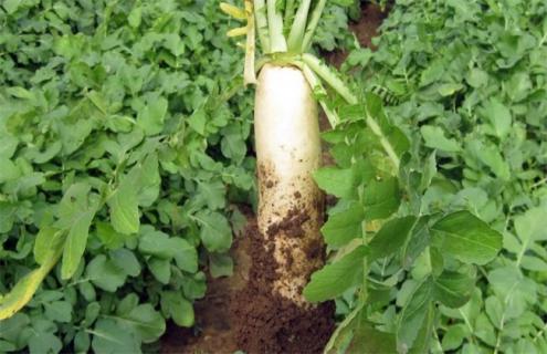 萝卜叶子发黄干枯怎么办（种的萝卜叶子发黄怎么办）