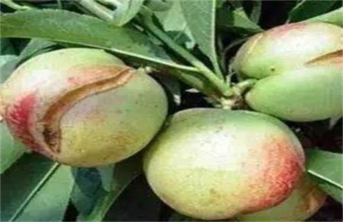 李子裂果怎么办(李子果裂果怎么防治用什么药防治)