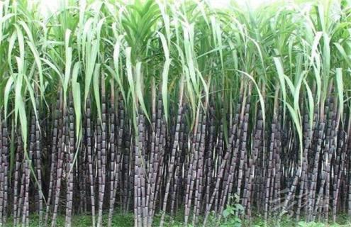 甘蔗一直不长怎么办（甘蔗一直长会怎么样）