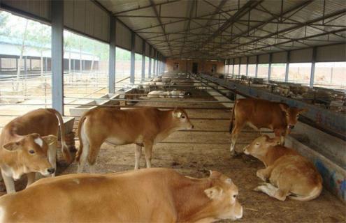 新手养牛注意事项 养牛都需要什么技巧