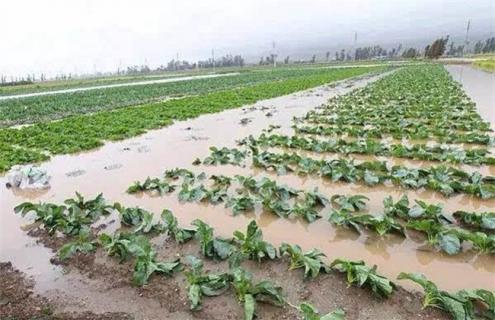 油菜渍害后该怎么办（油菜渍害调查方法）