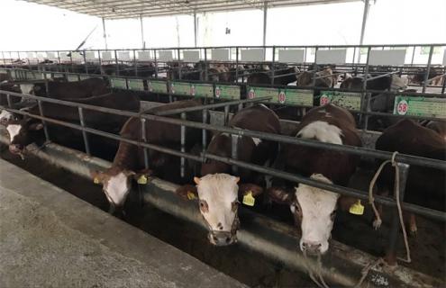 春季养牛饲养管理要点（牛的饲养管理技术要点）