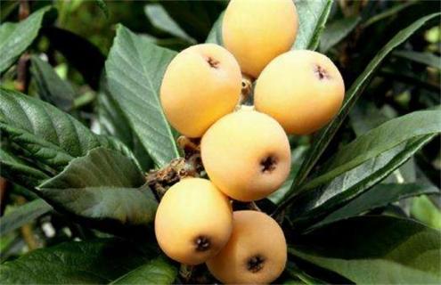 枇杷采收和贮藏方法 枇杷叶采收方法