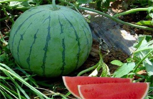 如何提高无籽西瓜坐果率 种植无籽西瓜应注意哪些问题