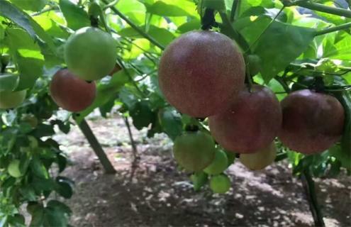 百香果的采收及保存方法 新鲜百香果的保存方法