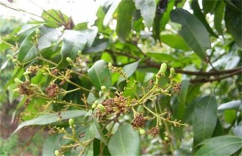 荔枝种植如何预防冻害（荔枝树苗怕冻吗）