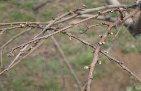 怎么给桃树浇水 新移栽的桃树怎么浇水