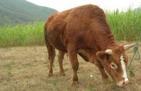 鲁西黄牛养殖技术（鲁西黄牛养殖技术农广天地）