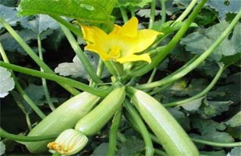 西葫芦徒长该怎么办（西葫芦生长点不长咋回事）