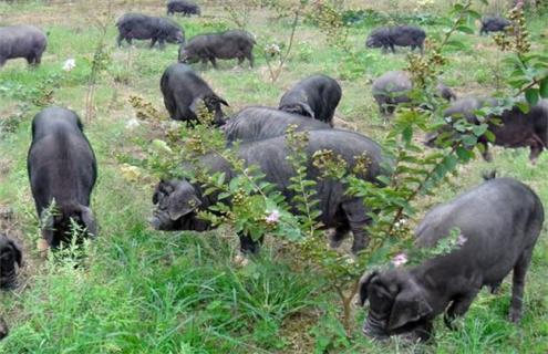 10头黑猪养殖成本盈利 养黑猪赚钱吗