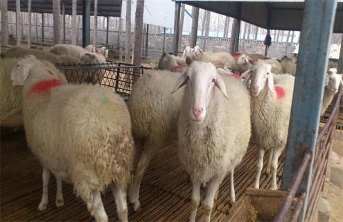 养10只母羊一年的利润 成本 效益