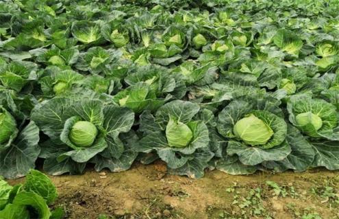 甘蓝不包心怎么办 甘蓝包不紧是什么原因