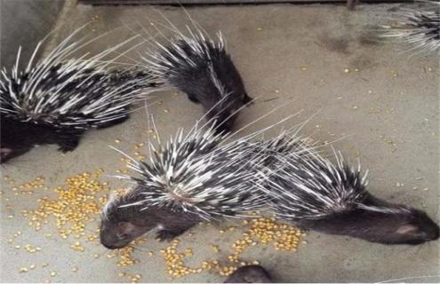 养30只豪猪投资多少 养殖豪猪多少一斤