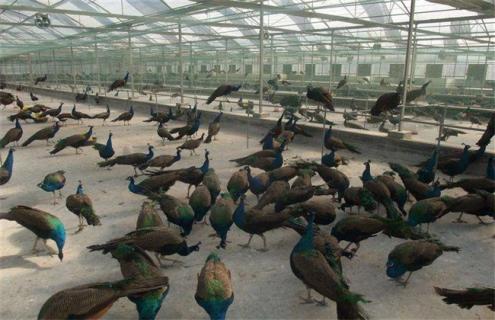 养50只孔雀 投资多少钱 利润