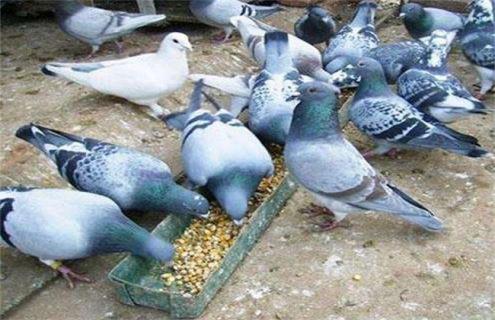 养10对鸽子一年的利润 养殖100只鸽子的成本利润