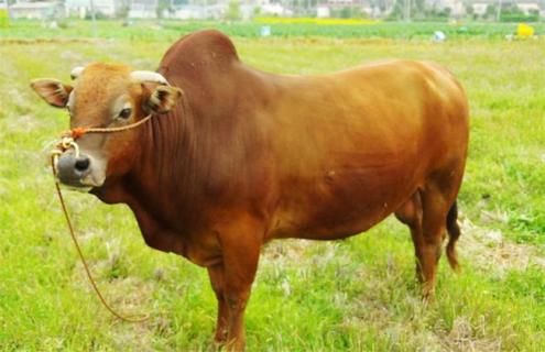 养20头黄牛一年赚多少钱（放养一头黄牛一年能挣多少钱）