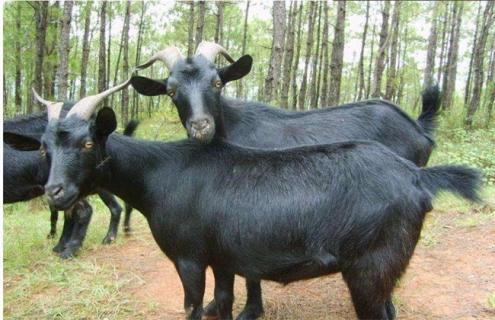 养30只黑山羊要多少钱(养30只黑山羊一年能赚多少钱)