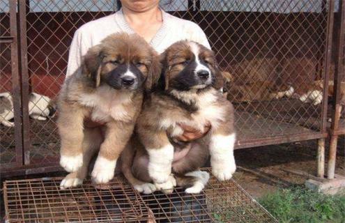 养10只肉狗的利润多少 养200只肉狗一年利润率是多少