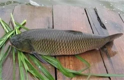 养10亩地草鱼投资多少 草鱼养殖一亩