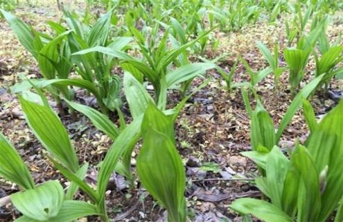 种10亩白芨 补贴 成本 利润