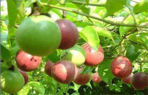 一亩百香果能赚多少钱（种植一亩百香果投资多少钱）