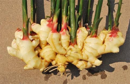 10亩生姜种植利润（种10亩生姜投资多少）