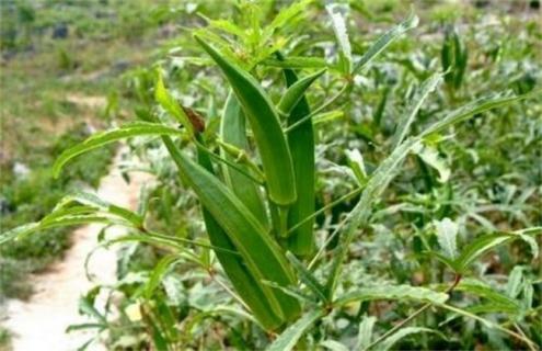 一亩秋葵的利润有多少 秋葵一亩地投资多少钱