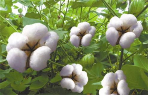 种10亩棉花大概投资多少钱(种一亩棉花成本多少)