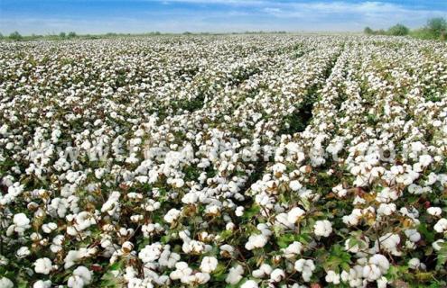 种10亩棉花 投资多少钱 利润