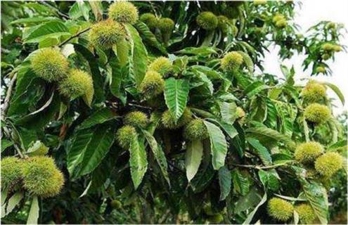 种一亩板栗的利润是多少 一亩栗子树利润多少