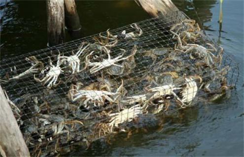 养一亩螃蟹要多少成本（养100亩螃蟹一年挣多少钱）