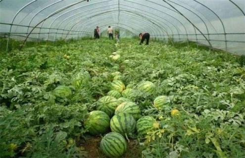 种10亩西瓜能赚多少钱（十亩西瓜能挣多少钱）