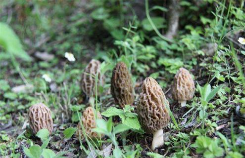 羊肚菌的采收及贮藏方法（羊肚菌如何采收）