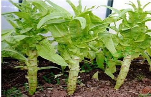 莴笋抽薹是什么原因（莴笋抽苔是怎么回事）