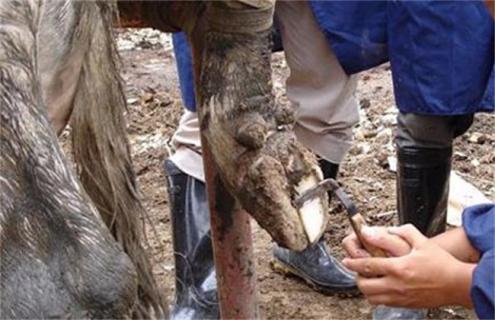 牛蹄叶炎的病因及治疗（母牛蹄叶炎的病因及治疗）