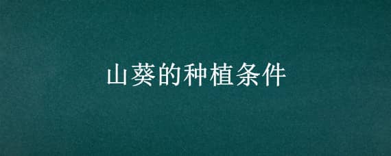 山葵的种植条件 山葵种植要求