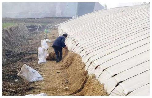 冬季温室大棚低温寡照怎么办